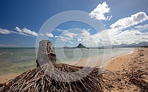 Palm tree stump in front of Mokolii island also known as Chinamans Hat seen from Kualoa Park beach on North Shore Hawaii photo