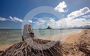 Palm tree stump in front of Mokolii island also known as Chinamans Hat seen from Kualoa Park beach on North Shore Hawaii