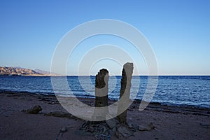 Palm tree stumps on the shore of the Red Sea in the Gulf of Aqaba. Dahab, South Sinai Governorate, Egypt