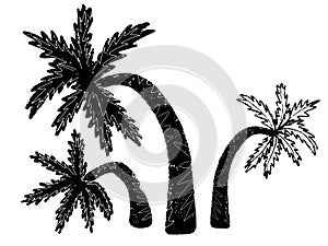 Palm tree stylized. Vector set.