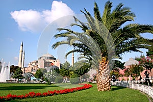 Palm tree on Sultanahmet