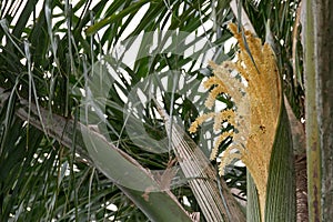 Palm tree in summer in the city of federation, province of entre rios argentina