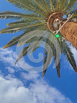 Palm Tree Summertime Blue Sky