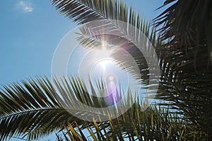 Palm Tree Sun