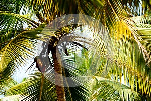 palm tree with sun