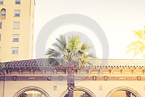 Palm tree in the sunlight on Hollywood Boulevard in Los Angeles