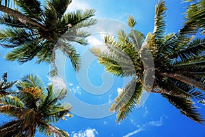 Palm tree with sunlight in summer