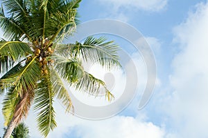 Palm tree on the sunny blue sky with white clouds