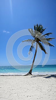 Palm Tree on a sunny day on Caribbean beach Dominican Republic
