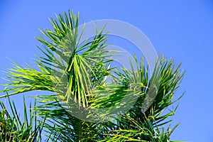 Palm tree on a sunny day in sharm el sheikh close-up