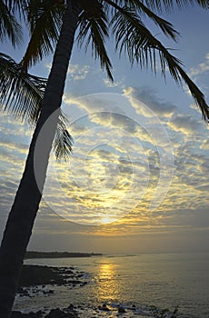 Palm Tree Sunrise photo