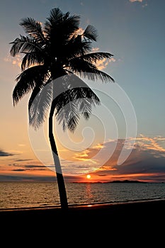 Palm Tree at sunset