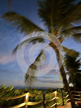 Palm tree on sunset at beach photo