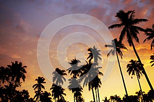 Palm tree at sunset with color sky