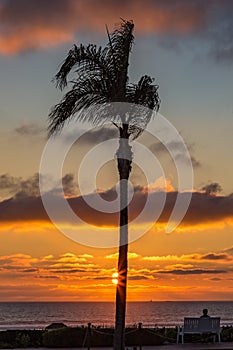 Palm tree sunset with person sitting on a bench looking out to s