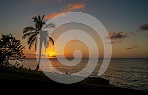 Palm tree and sunset at San AndrÃÂ©s island photo