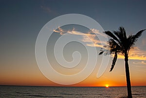 Palm tree at sunset