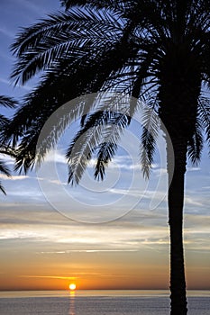 Palm tree, sunset view. Summer nature scene. Maldives