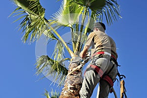 Palm Tree Surgeon at Work