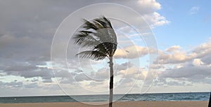 A Palm Tree Swaying on the Beach