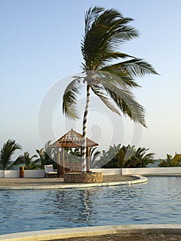 Palm tree on swimming pool photo