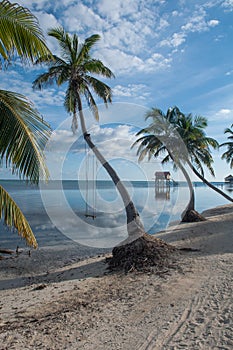 Palm Tree with Swing