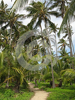 Palm tree in Tayrona photo