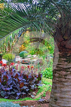 Palm tree in Tbilisi Botanical Garden
