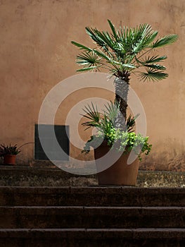 Palm tree on terracotta pot