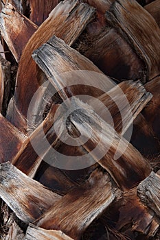 Palm tree texture close up