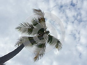 Palm tree photo