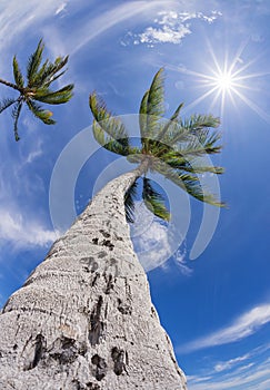 Palm tree top against blue sky