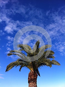 Palm tree top