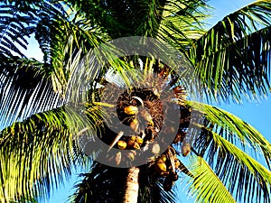 Palm tree top before blue sky with coconut fruits close up