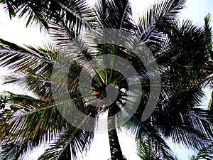 Palm tree top before blue sky with coconut fruits close up