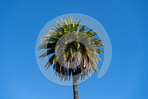 Palm Tree Top, coconut palm tree