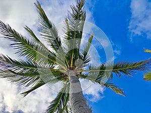 Palm tree top view from below