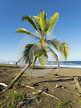 Palm tree in Tortuguero