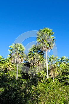 Palm tree in tropic forest