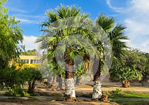 Palm tree in tropic park