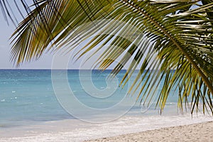 Palmera un árbol sobre el Playa 