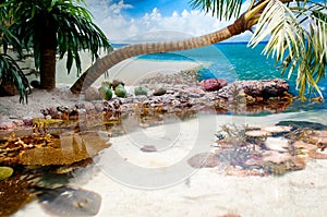 Palma un albero sul tropicale Spiaggia 