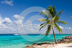 Palm tree on the tropical beach