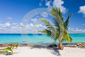 Palmera un árbol sobre el Playa 