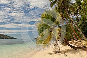 Palm Tree on tropical beach