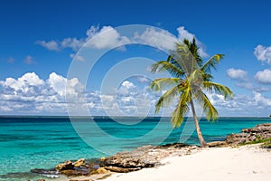 Palm tree on the tropical beach