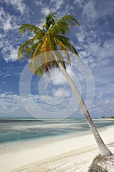 Palma un albero sul tropicale Spiaggia 