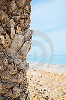 Palm tree on tropical beach