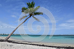 Palm tree on tropical beach