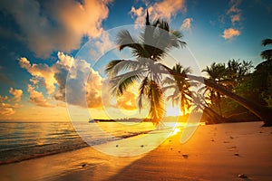 Palm tree and tropical beach in Punta Cana, Dominican Republic photo